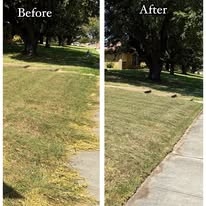 Before and after photo of a patchy lawn restored